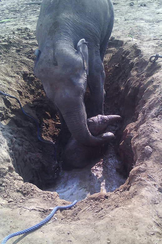 Elephant